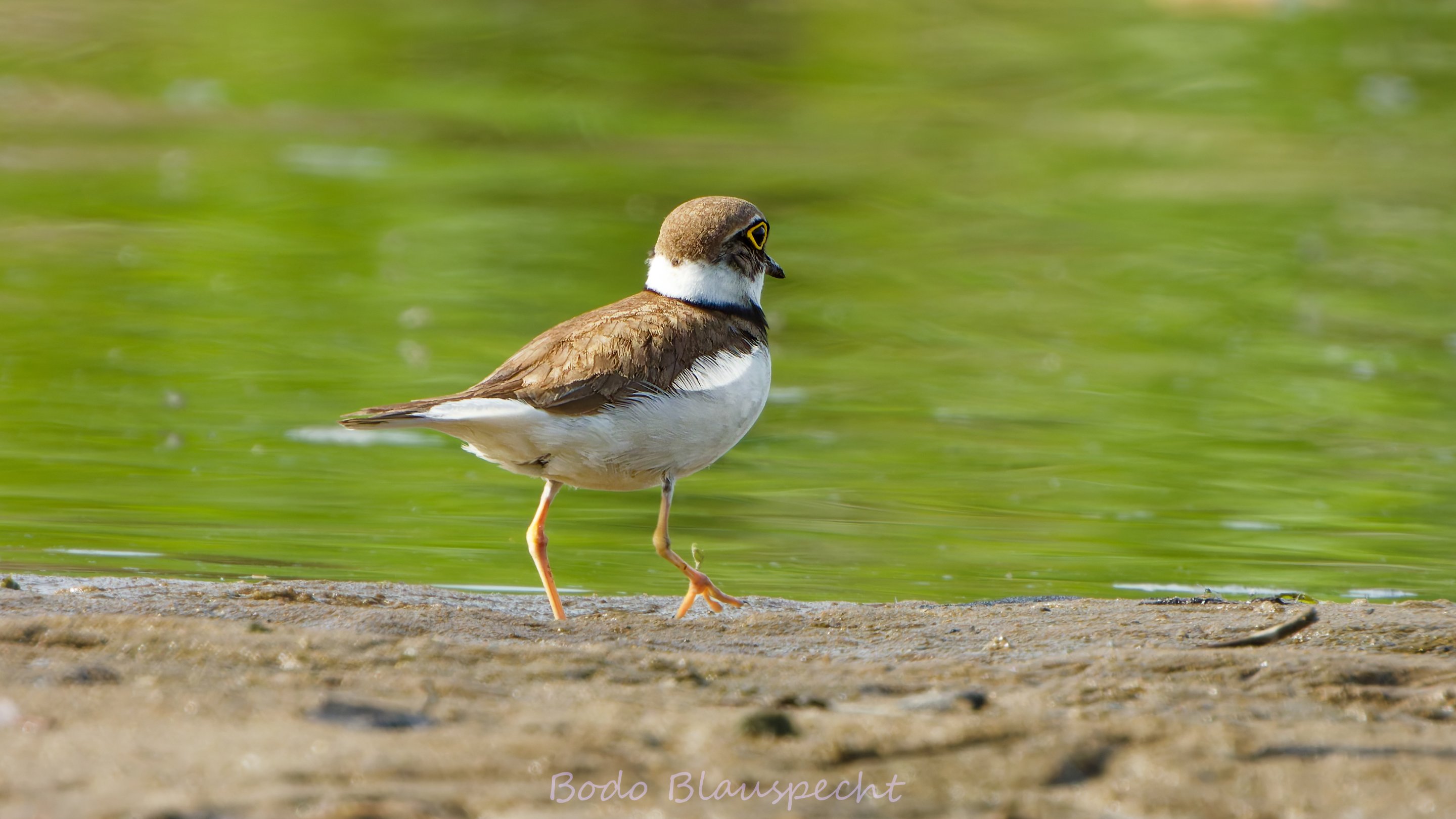 Flussregenpfeiffer   Steveraue   2025.05.14 09.29 08 HQ